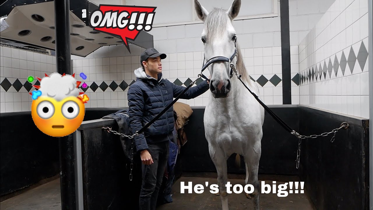 FIRST DAY WITH MY NEW HUGE STALLION (he's too big)