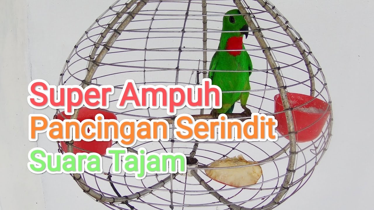 Versi Suara² Serindit Super Ampuh, Idaman Semua Pemikat Serindit ???