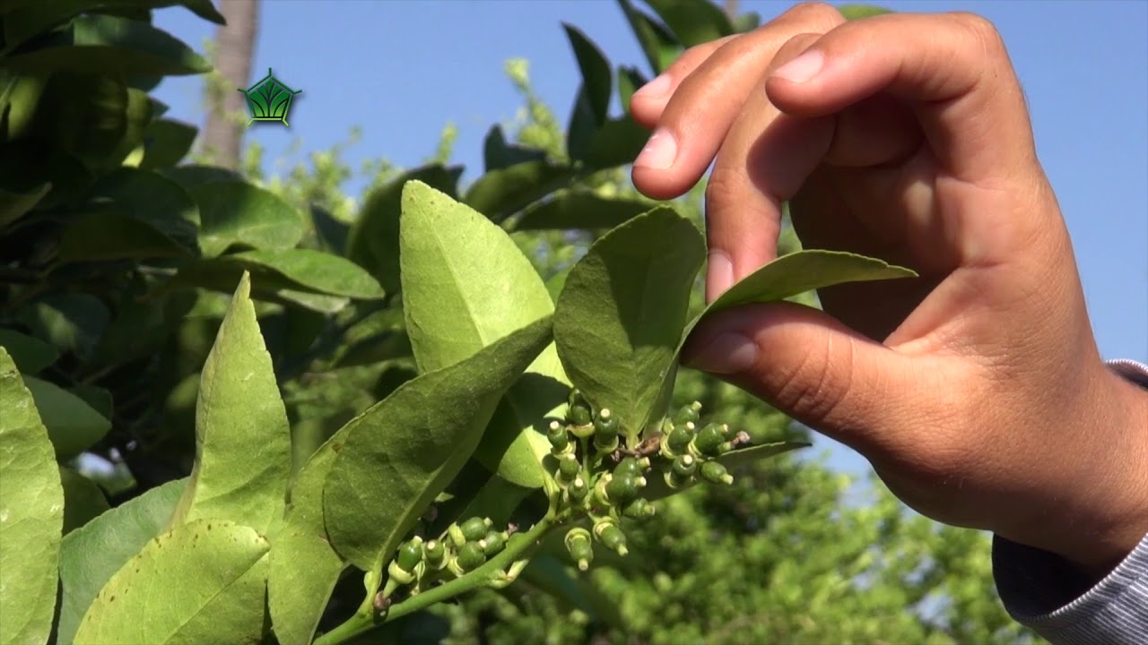 AgroScience | Mayores Rendimientos en Limón