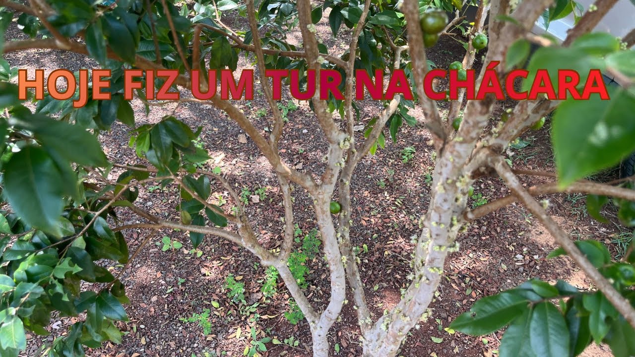 Tur pela chácara domingo de manhã 