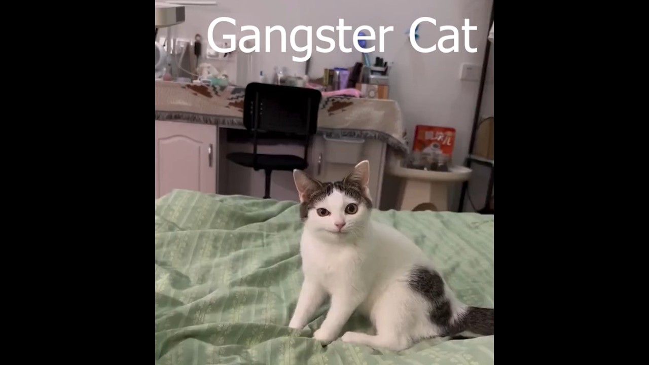 Cats of Twitter part 1