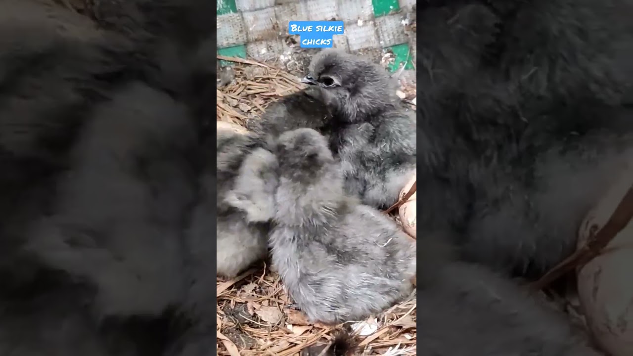 Blue Silkie Chicks