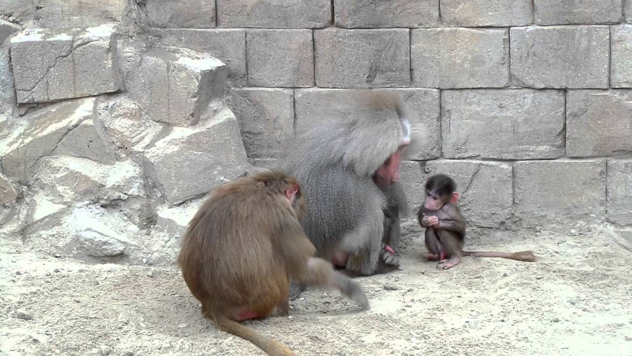 Wildlands Adventure Zoo Emmen