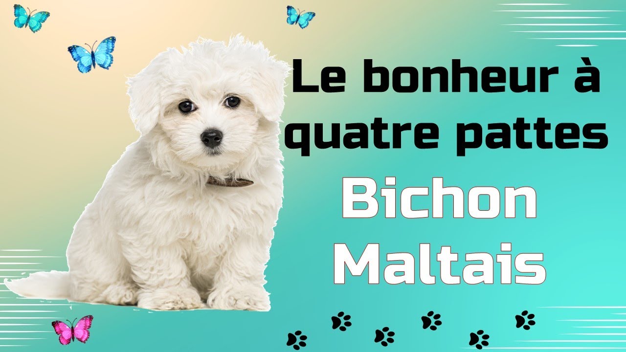 Le Bichon Maltais : Le compagnon id&eacute;al pour la vie en appartement