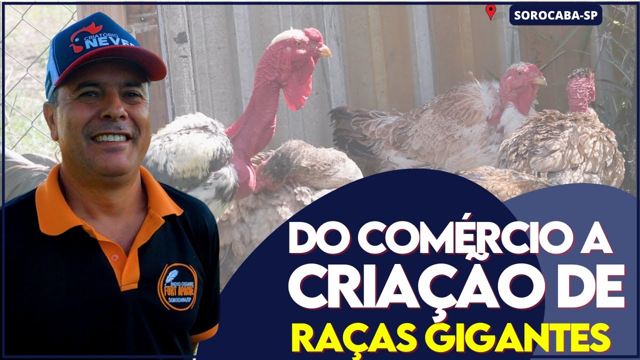 DO COMÉRCIO A CRIAÇÃO. Começou para se distrair e hoje tem uma das melhores genéticas do país.