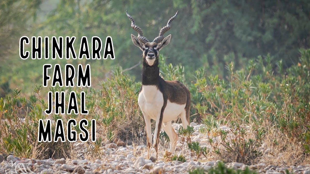 Chinkara Wildlife Farm at Jhal Magsi | Exploring Pakistan's Hidden Wildlife Sanctuary