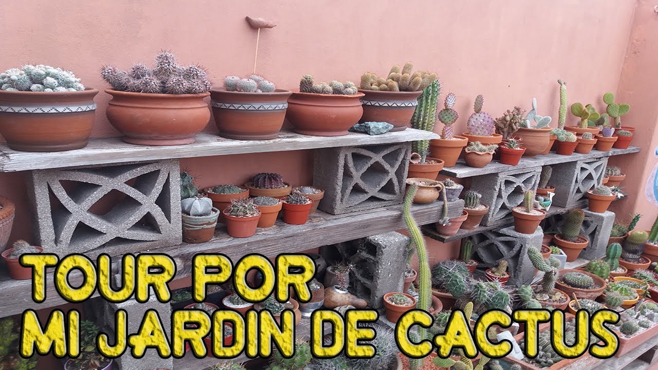 Tour por mi jardín de cactus. Plantas suculentas de la familia Cactaceae.