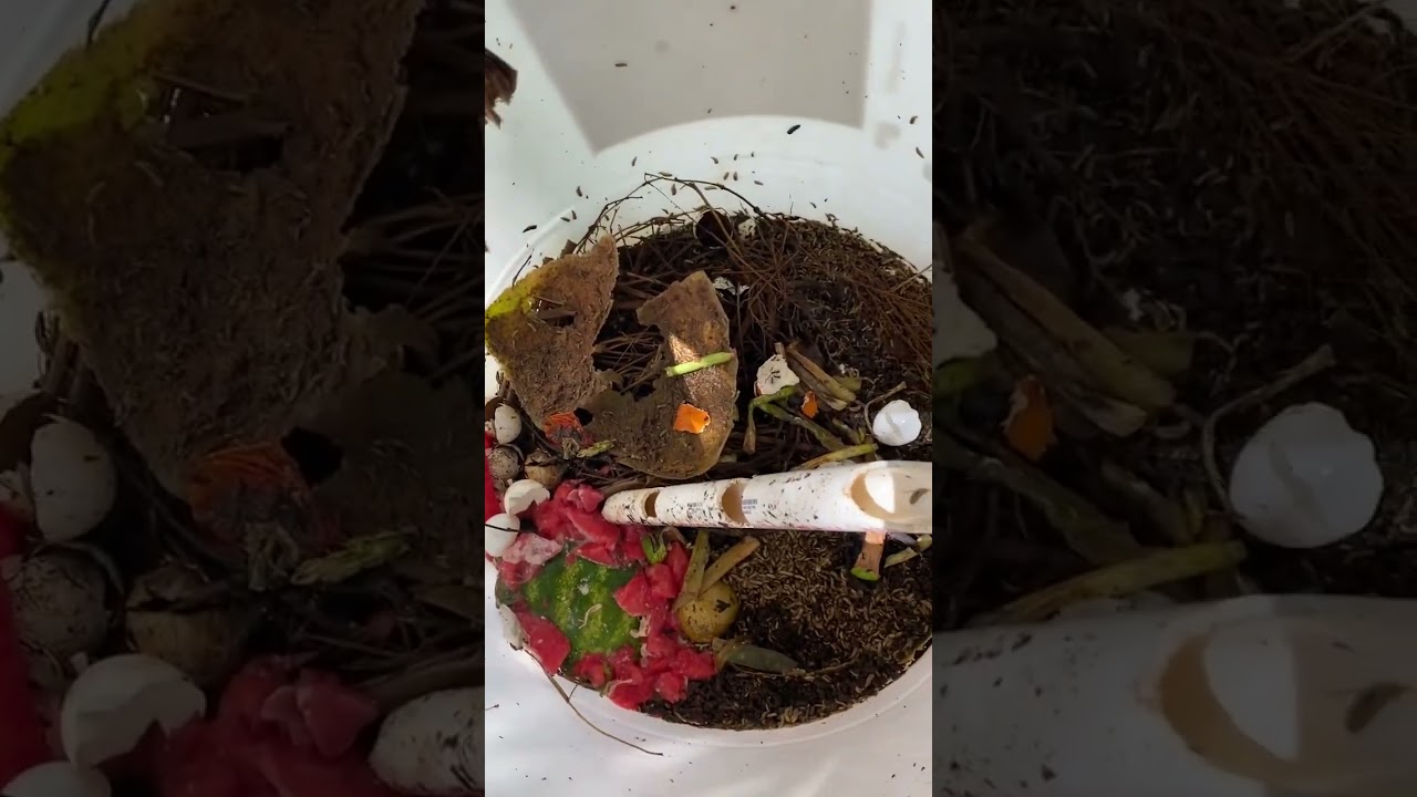 Black soldier fly composting Bin #bsf #compost tea