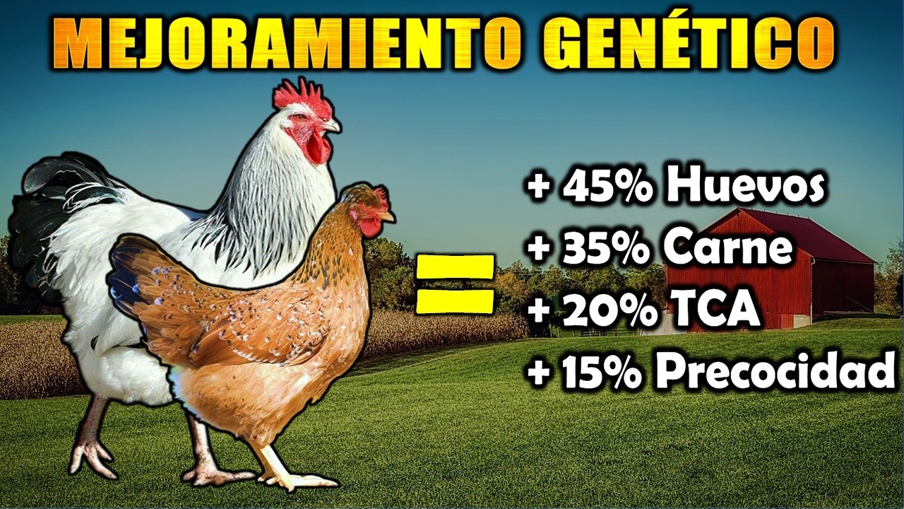 Mejora tu gallinero: Cruce de gallo Sussex con gallinas criollas! 🐔🥚🥩
