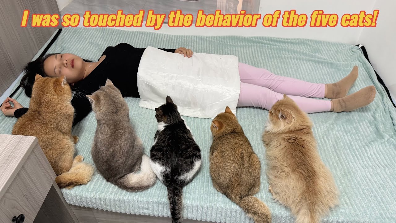 How do all the cats react when they think their beautiful owner is dead? So cute and hilarious!