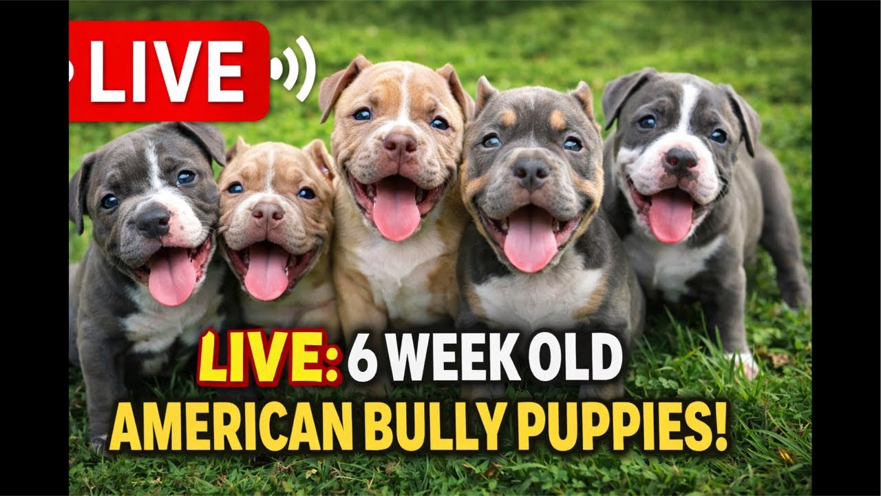 LIVE: 6 Week Old American Bully Puppies Running Wild 🐶🔥