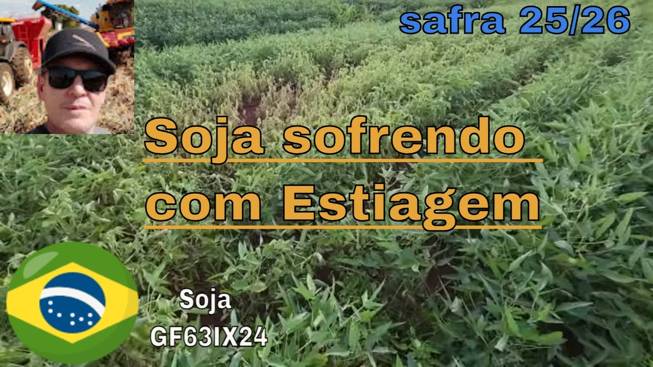 Soja murchando em alguns lugares por falta de chuva e calor no norte do Paraná. GF63IX24 I2X.