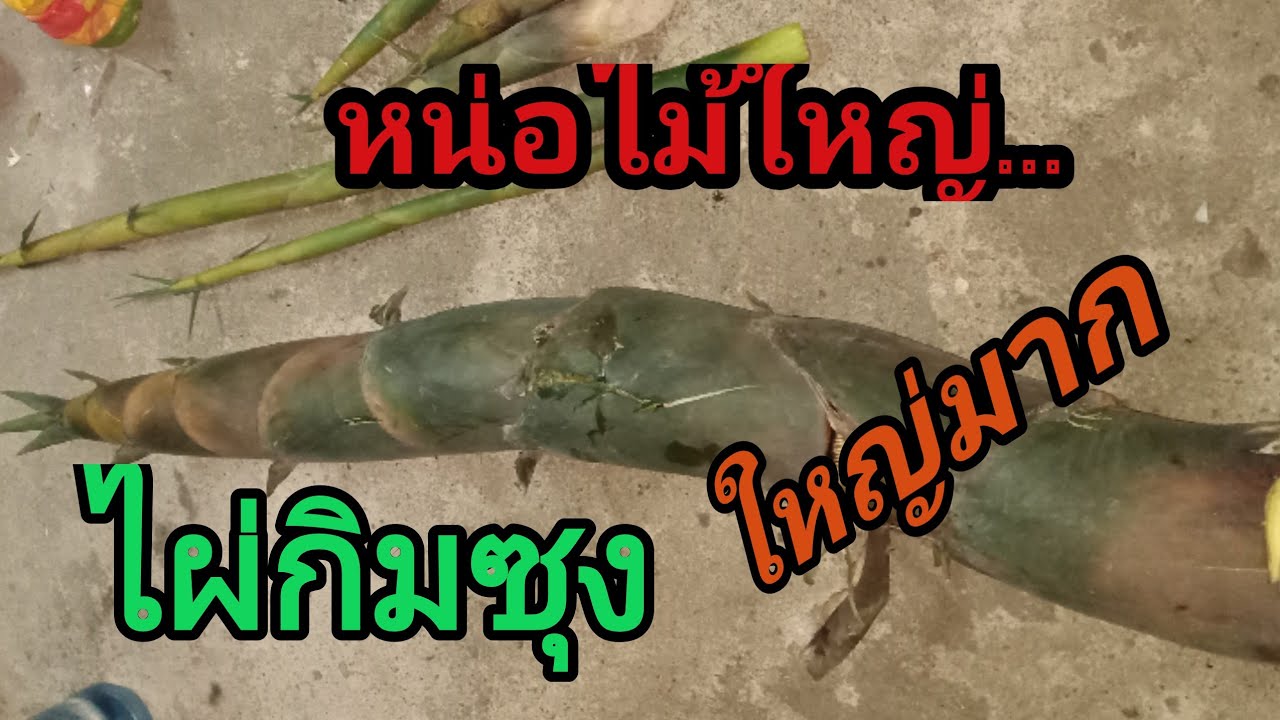 หน่อไม้กิมซุง ใหญ่มากยาวยาว
