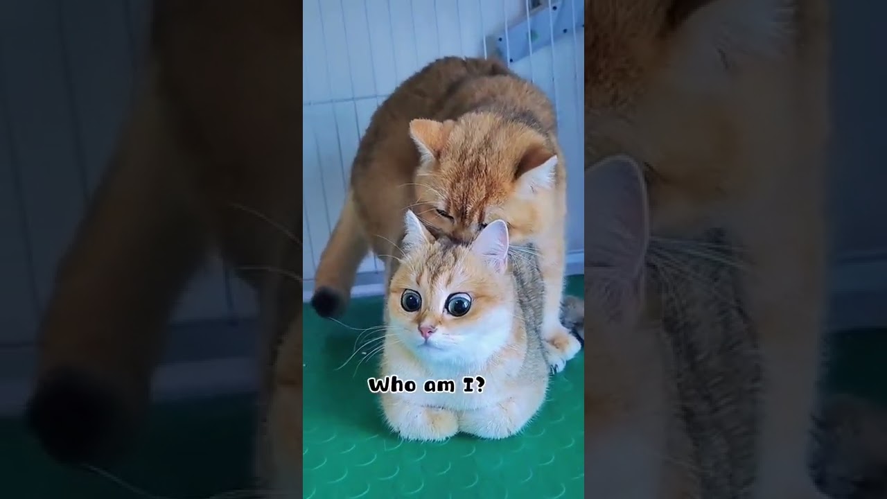 Kucing Kawin Bikin Greget