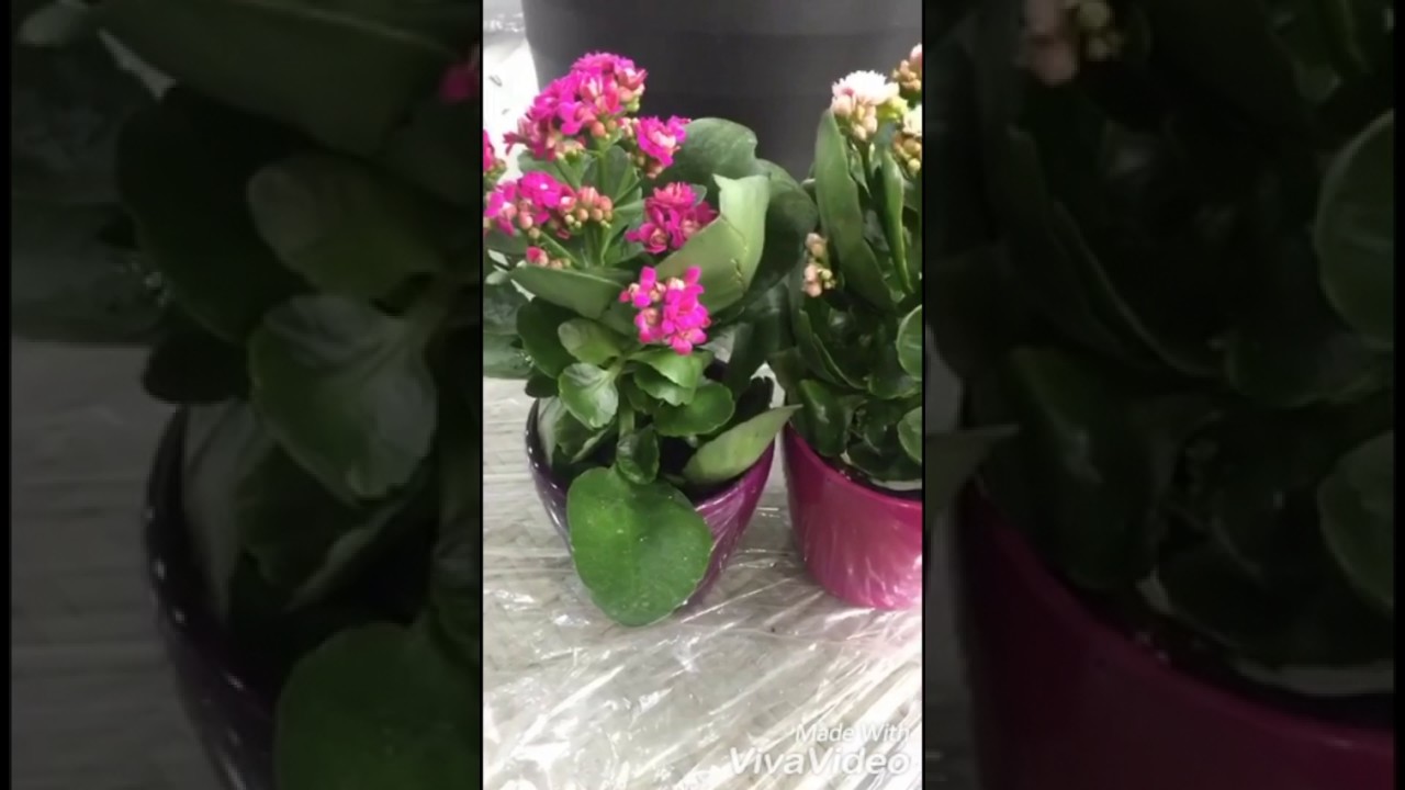 باقة للزراعة نبات الكلنشوى