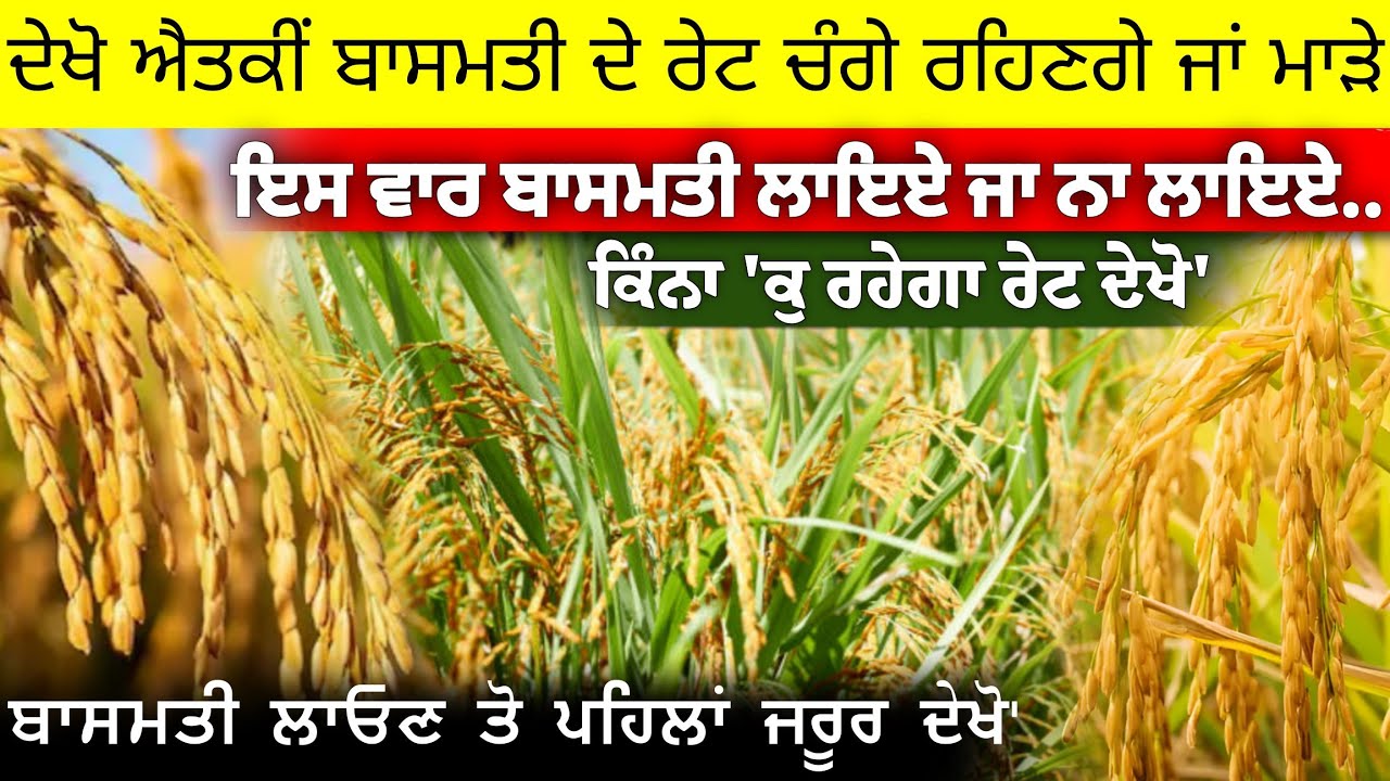 ਦੇਖੋ ਐਤਕੀਂ ਬਾਸਮਤੀ ਦਾ ਰੇਟ ਚੰਗਾ ਰਹੇਗਾ ਜਾ ਮਾੜਾ ਲਾਇਏ ਜਾ ਨਾ ਲਾਇਏ • basmati rate, basmati price