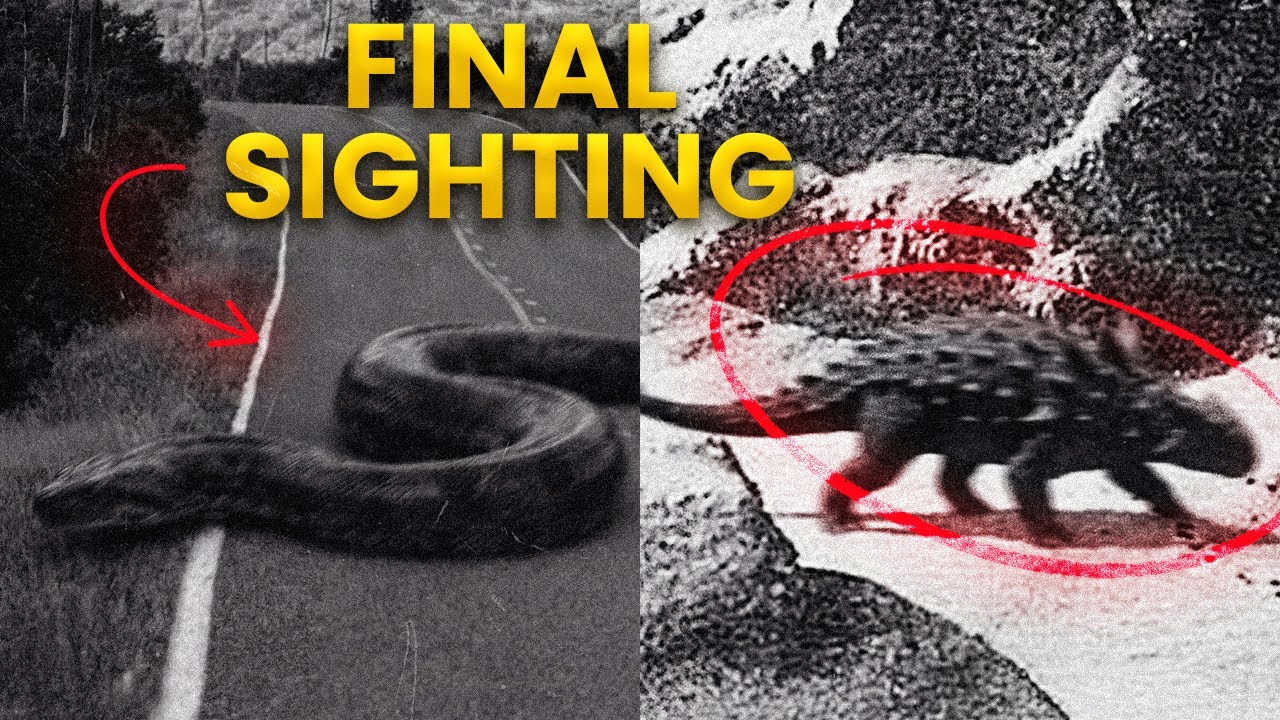 7 extinct animals caught on camera moments before vanishing part 2