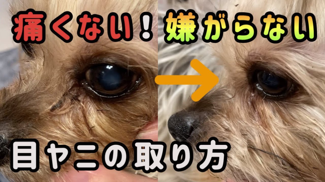 犬の目ヤニの取り方／痛くない！嫌がらない方法【セルフトリミング】