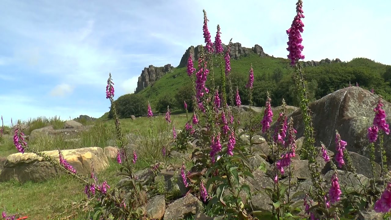 THE ROACHES... a lovely walk in High Summer in the Staffordshire Peak District.