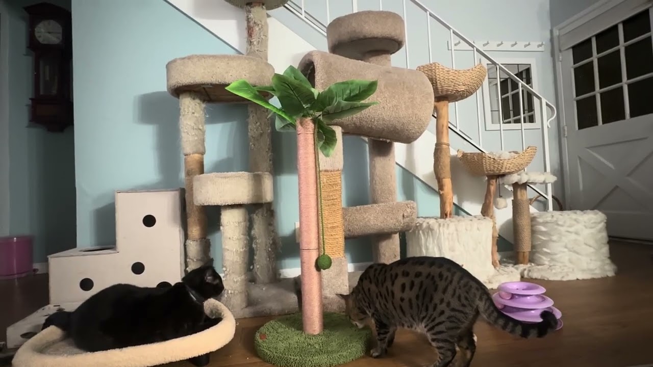 Another new toy for our  cats