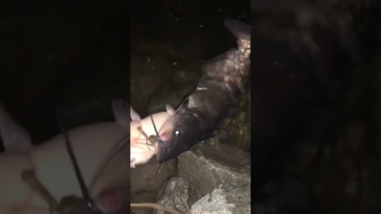 Slough fishing #SaeWatFishOn #CatFishez #BlueGillz