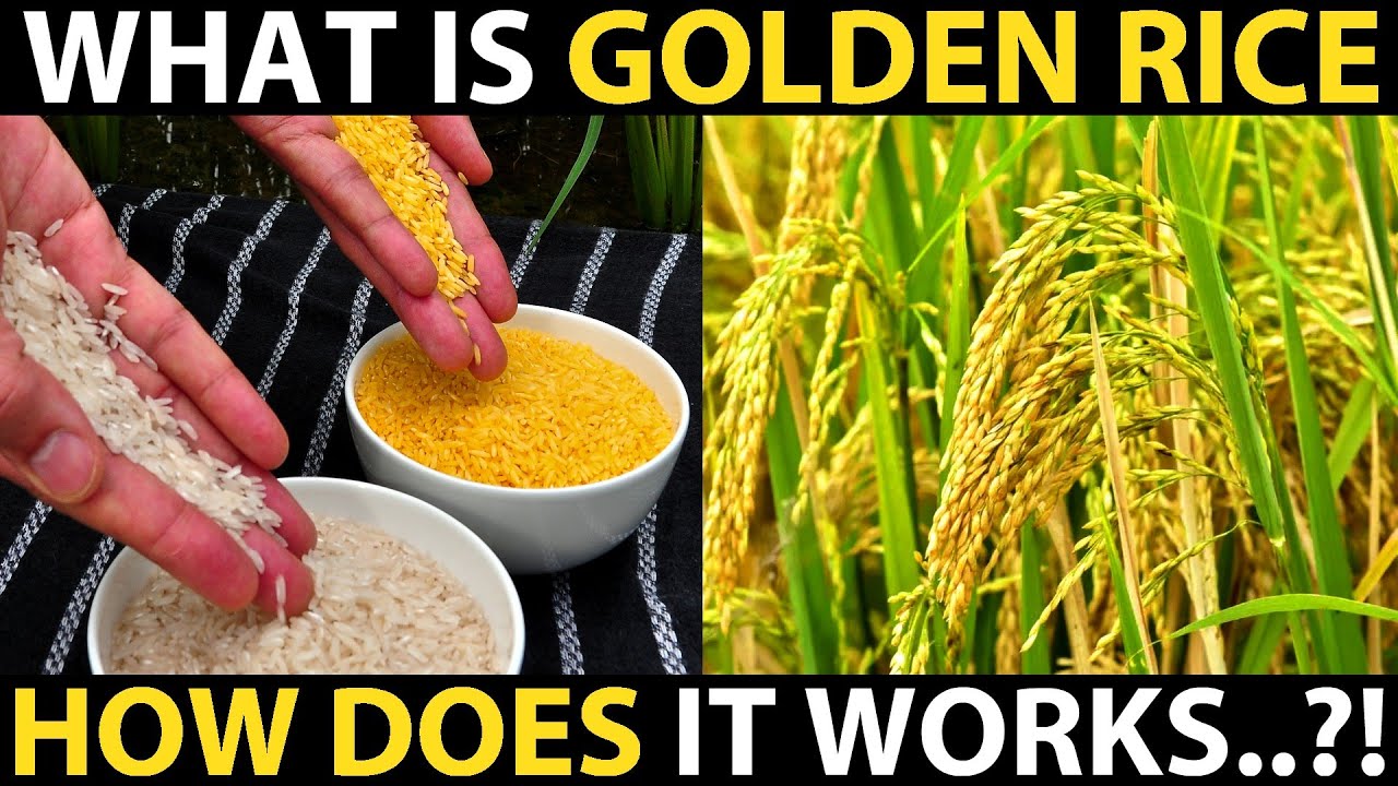 What is GOLDEN RICE..? How Does it works..?! Genetically Modified Rice | Biotechnology