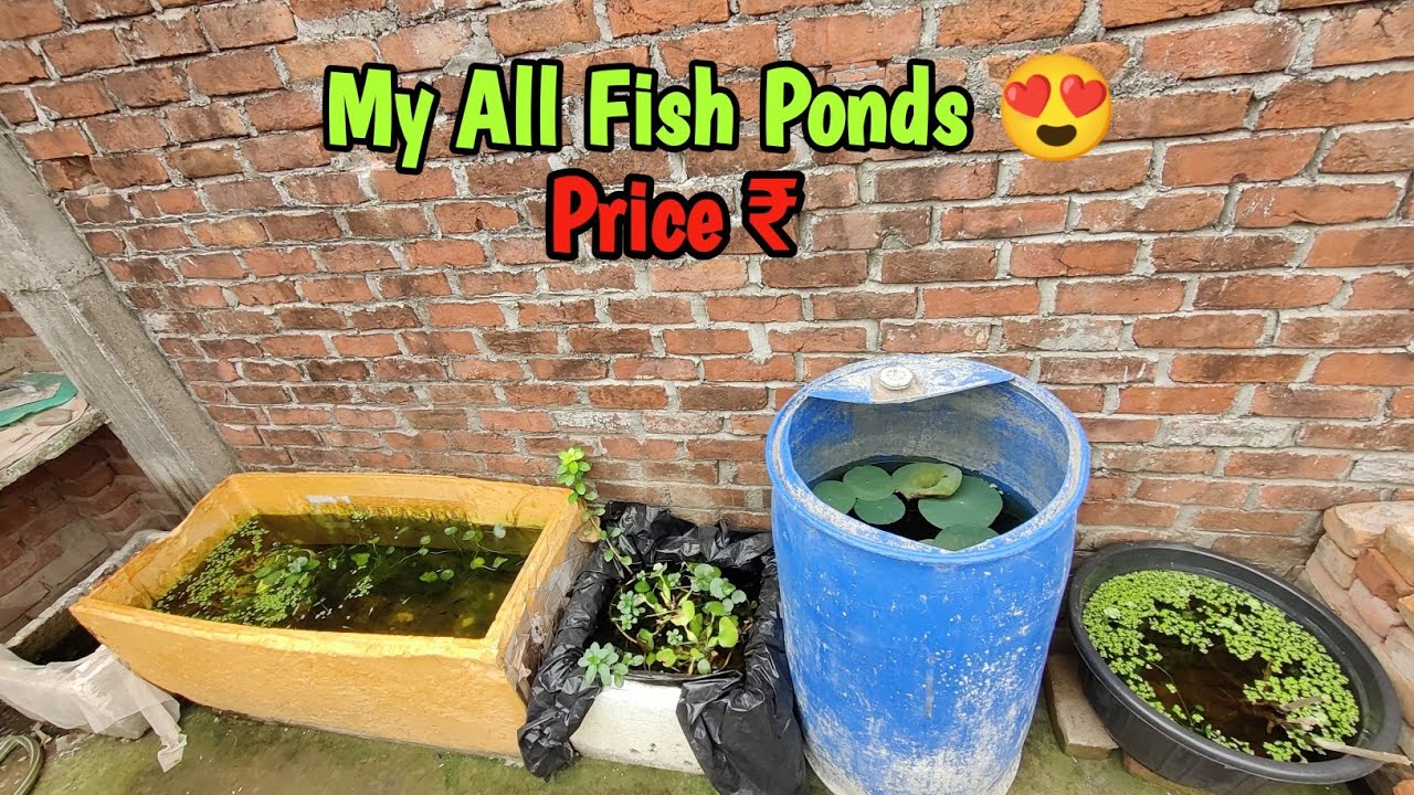 My all Fish pond price 😍 | how to make mini Fish farm on terrace