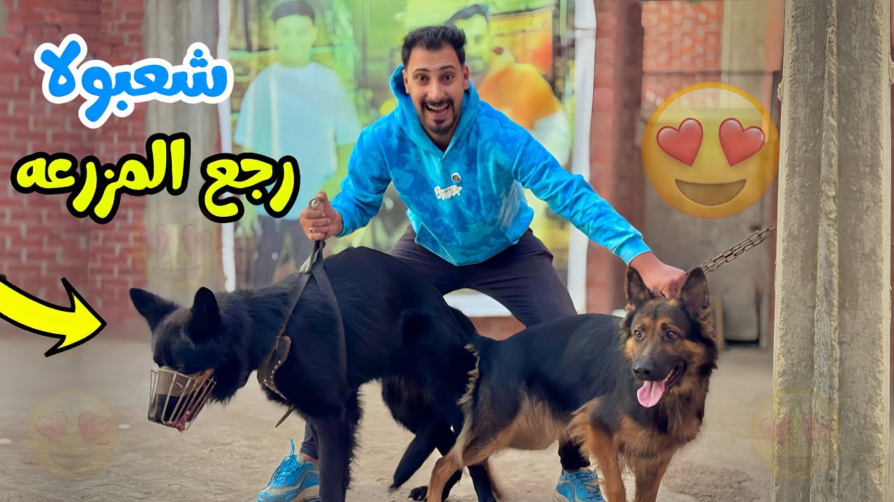 شعبولا رجع المزرعه اخيرا | والمفاجأة جوزنا بولا من شعبولا 😍