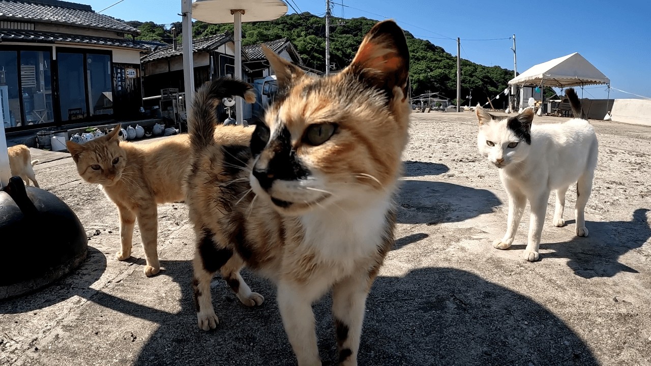 六島　ご飯を取りに戻ったら三毛猫ランと茶トラ猫チャッピー親子率いる猫軍団に見つかって「それをよこせ！」と取り囲まれてしまった
