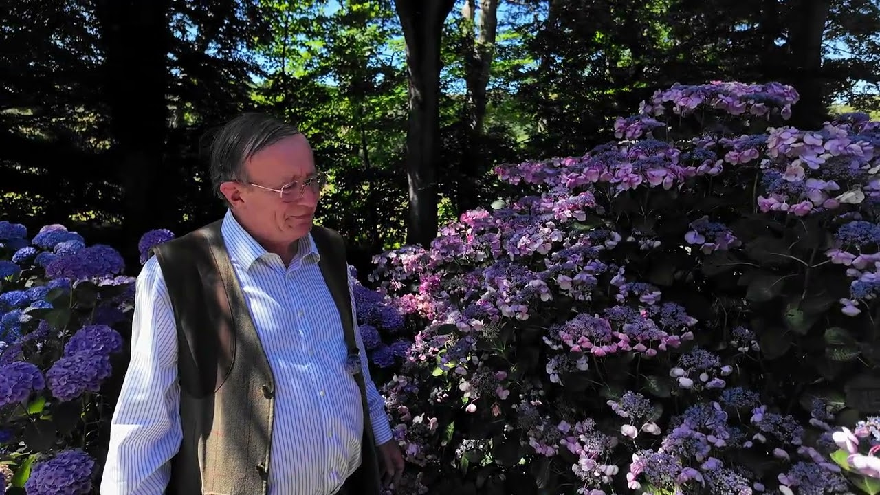 Some of the best Hydrangeas at Caerhays