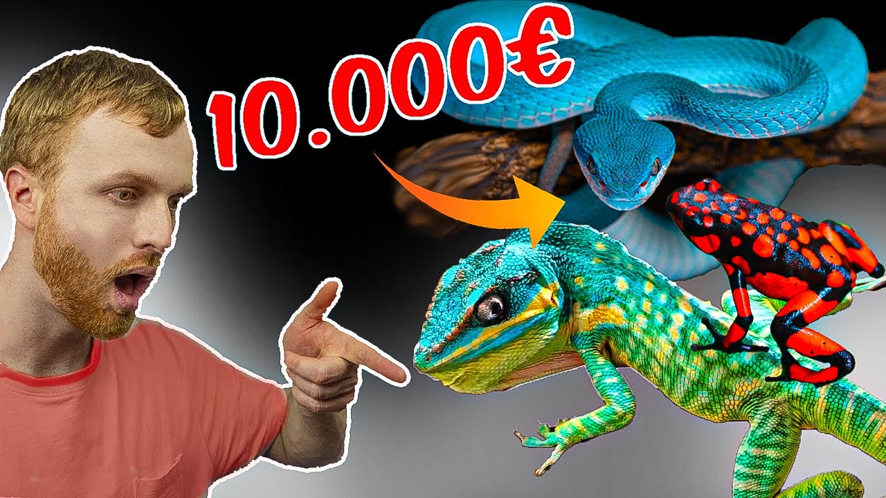 Las Mejores Colecciones de Reptiles en Youtube