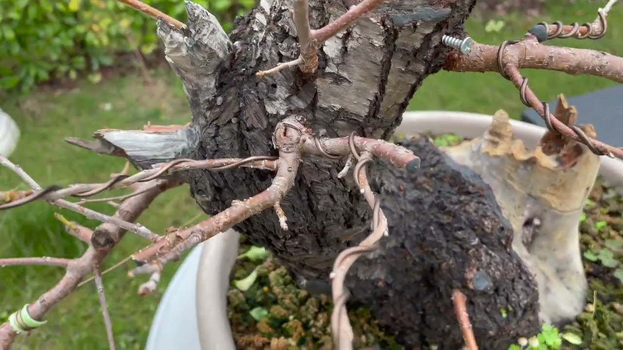 POTATURA AUTUNNALE PRUNUS MAHALEB