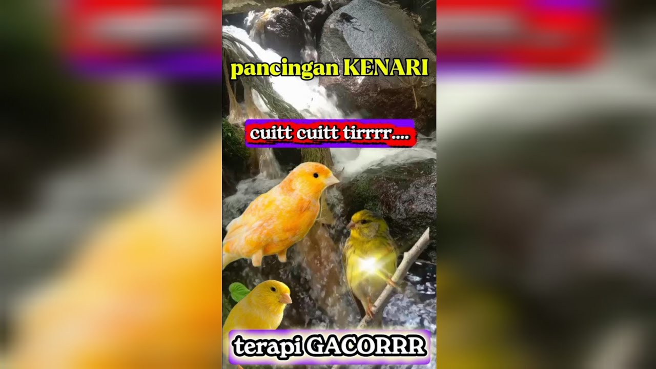 KENARI tirrrr cirrr cuitt...cuitt,terapi air mancur 