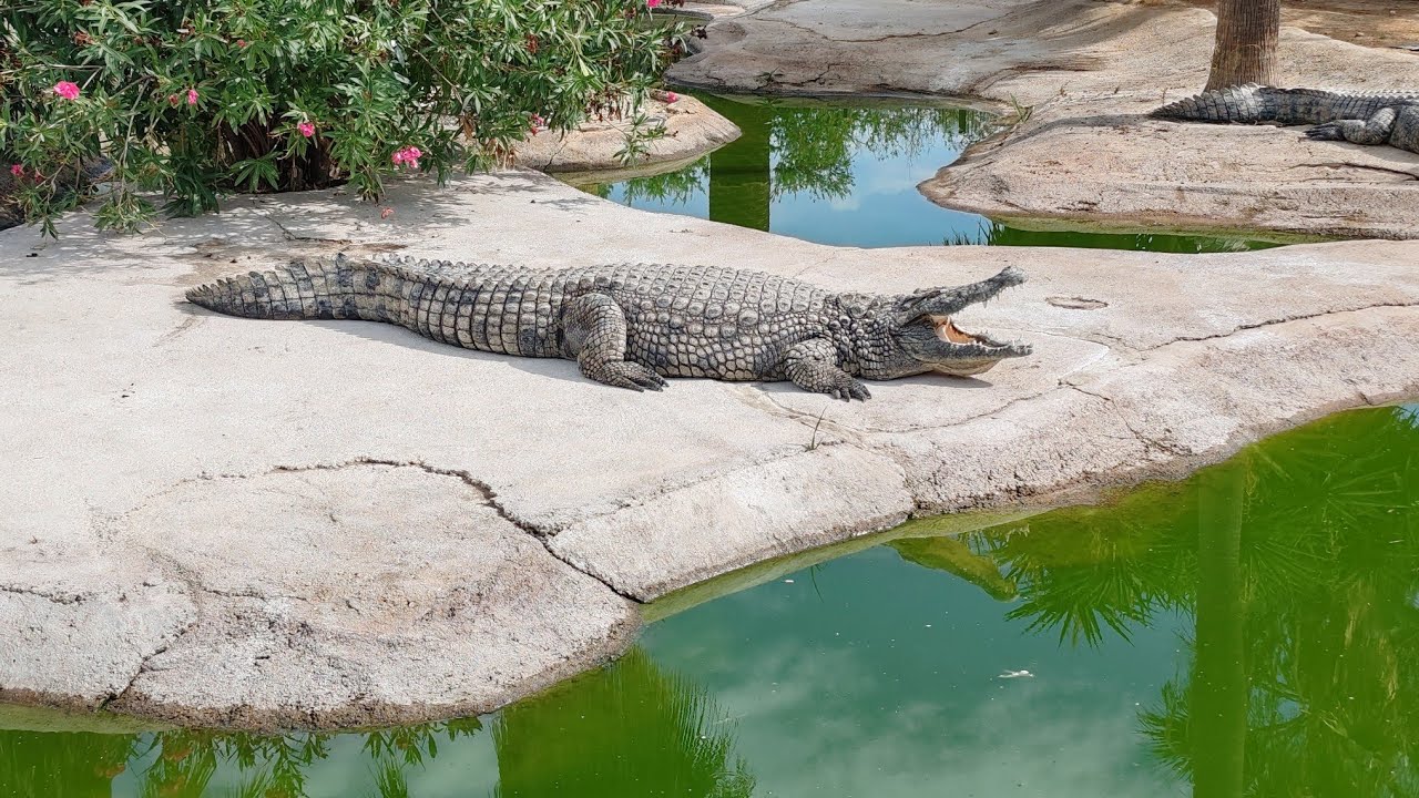 Crocodile Park, Torremolinos | Discover Europe’s only crocodile park