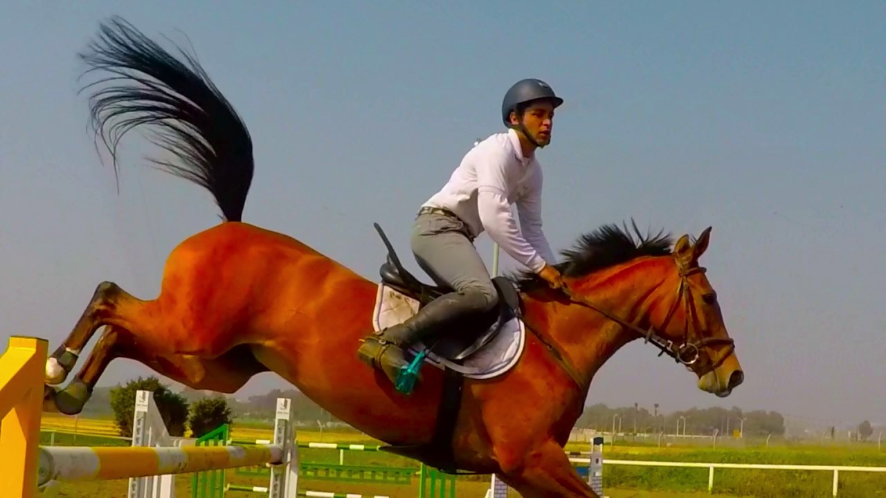 Showjumping Horse \ קפיצות ראווה - סוסים