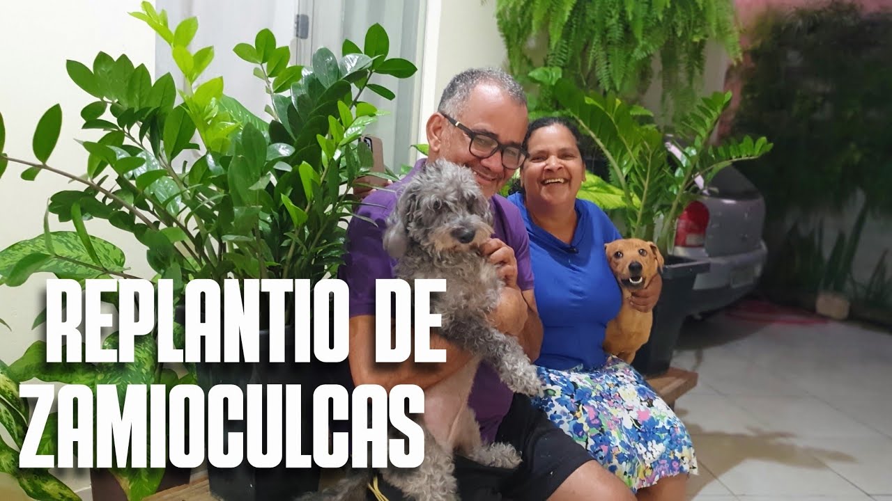 REPLANTIO DE ZAMIOCULCAS: DICAS DE COMO CULTIVAR ZAMIOCULCA NEGRA| PLANTA DE SOMBRA E DENTRO DE CASA