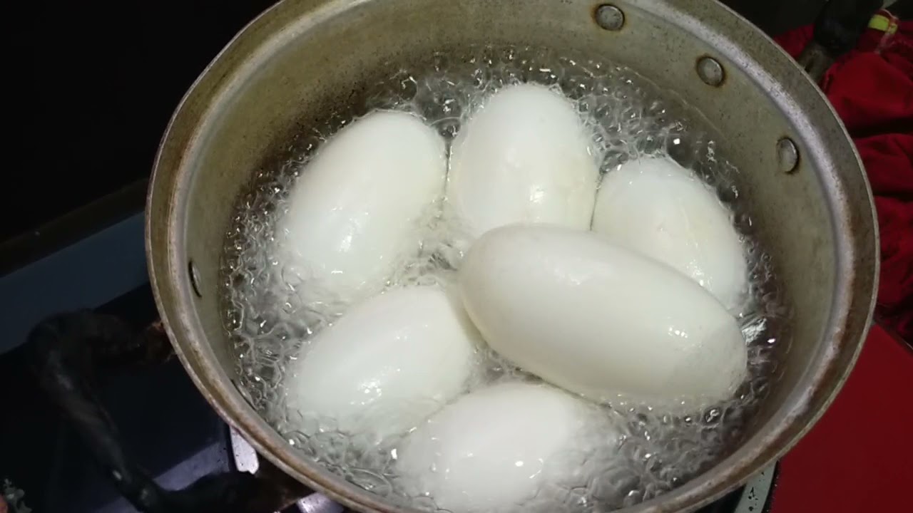 crocodile eggs