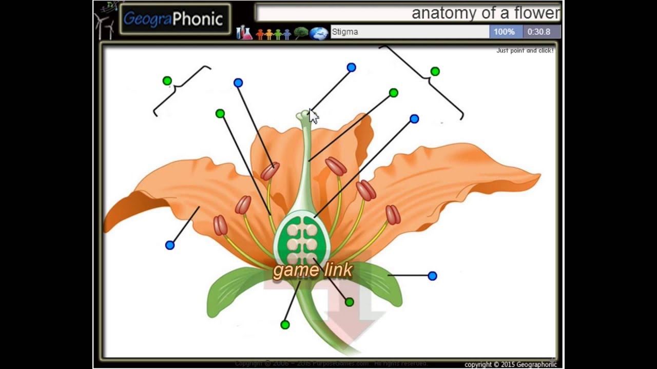 花、おしべ、フィラメントの解剖学、葯、柱頭、葯、卵巣、胚珠、花弁、がく片