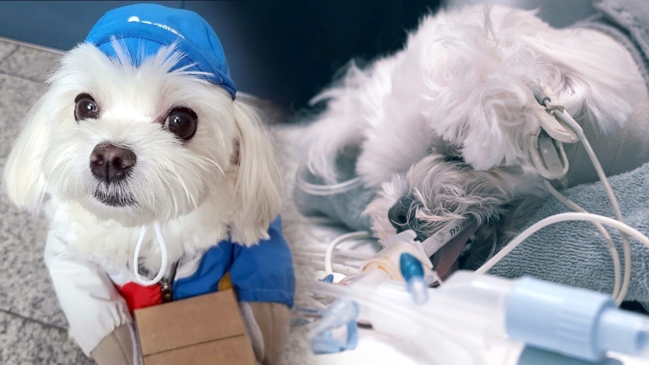 Я надеюсь, что во время каникул больше не будут бросать детей (Delivery Dog Gyeongtae Full Ver.)