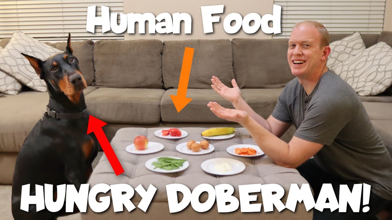 10 человеческих продуктов, которые может есть ваша собака — тест на вкус!