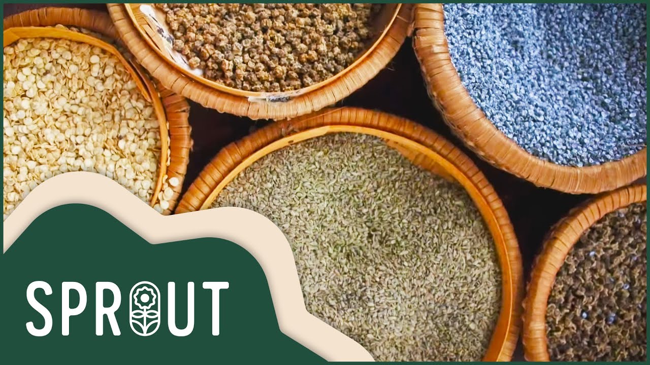 Unlocking the Secrets of Successful Seed Farming | Sprout