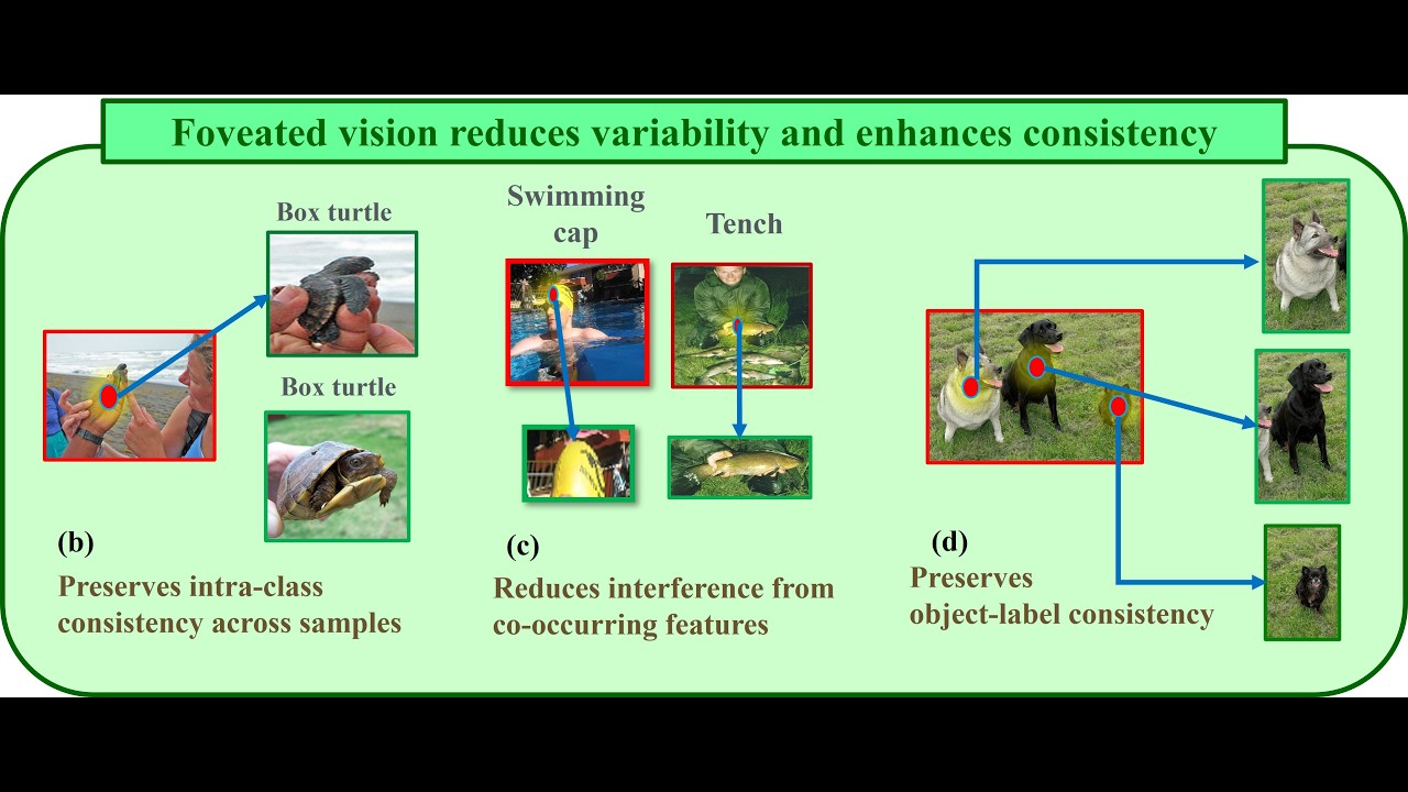 From Clutter to Clarity : Visual Recognition through Foveated Object-Centric Learning (FocL)