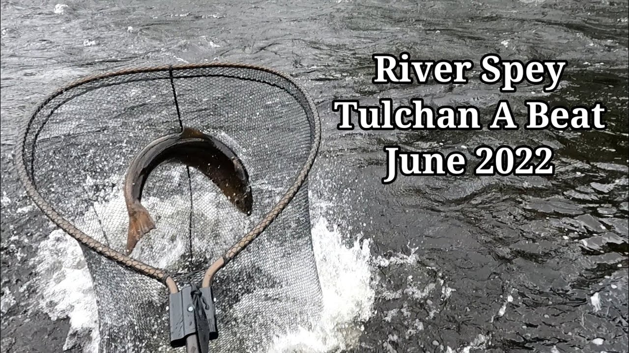Salmon Fishing River Spey Tulchan A Beat June 2022