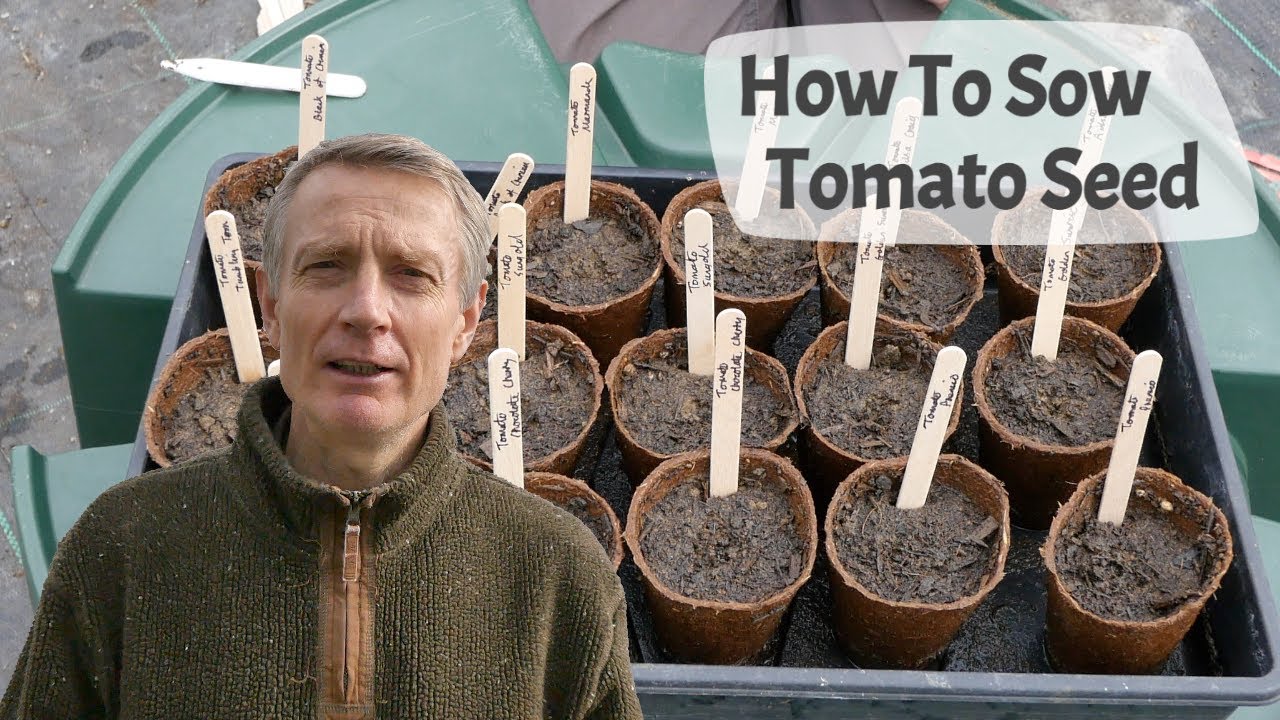 How To Sow Tomato Seed - A complete guide to successful germination for healthy tomato seedlings