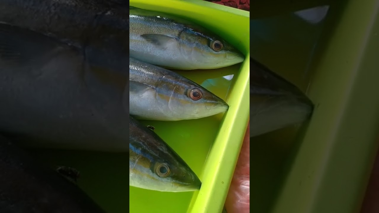 Lagi Hittt ini olahan ikan salmon cocok dimasak apa saja #shorts hanya di loli ikan segar
