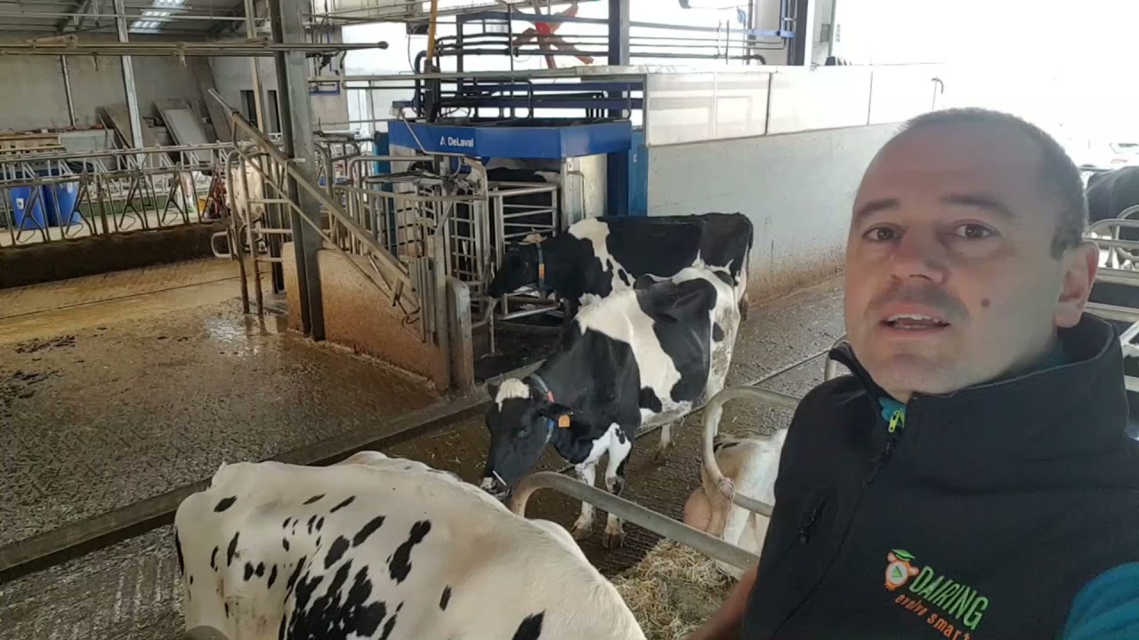 Il robot di mungitura ... munge le vacche da solo ... e in grande tranquillità