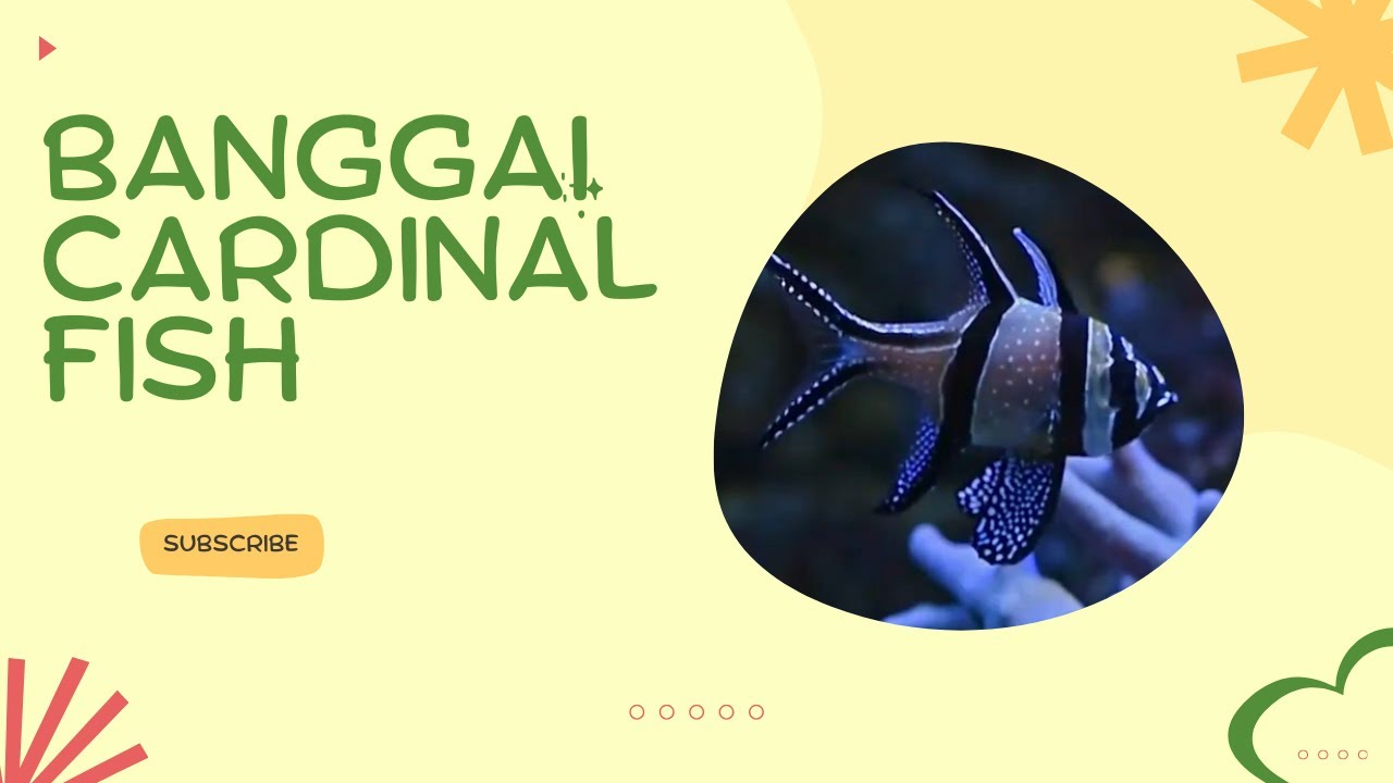 🌊 Meet the Banggai Cardinalfish &ndash; A Tiny Fish with Big Parenting Skills! 🐟
