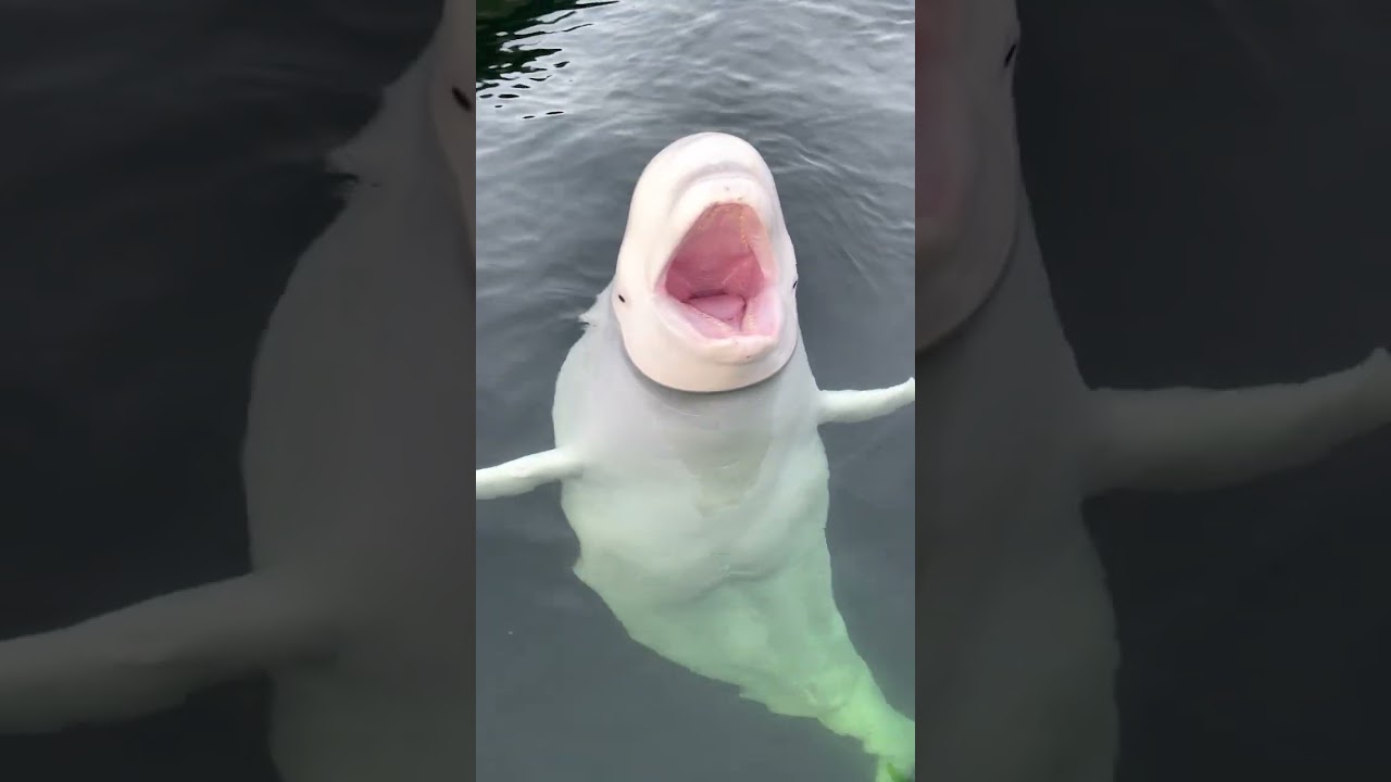 Hvaldimir says hello with mouth wide open | OneWhale.org