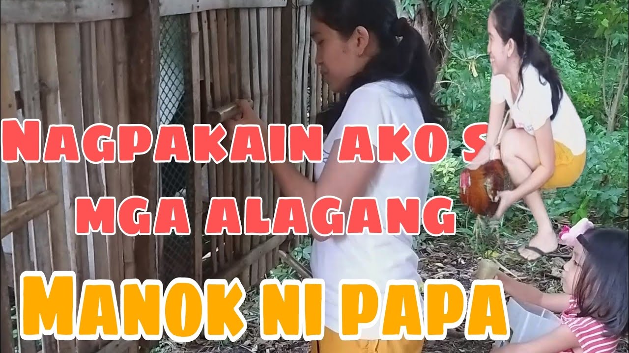 Nagpakain ako sa mga alagang manok ni Papa