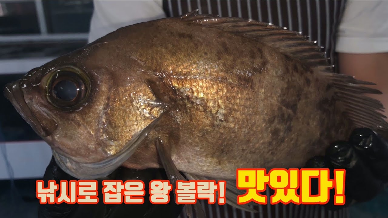 낚시로 잡은 대물 볼락회뜨기!